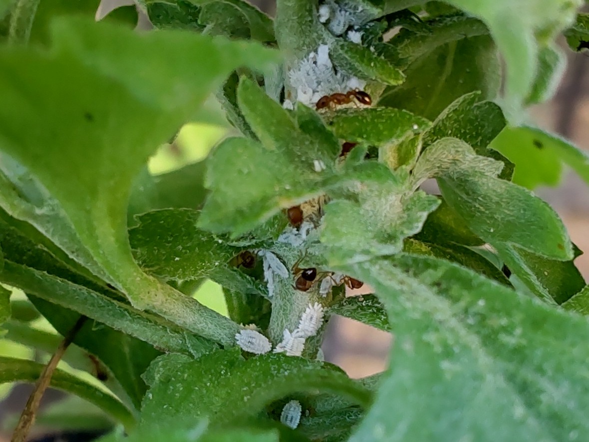 カイガラムシのなかま