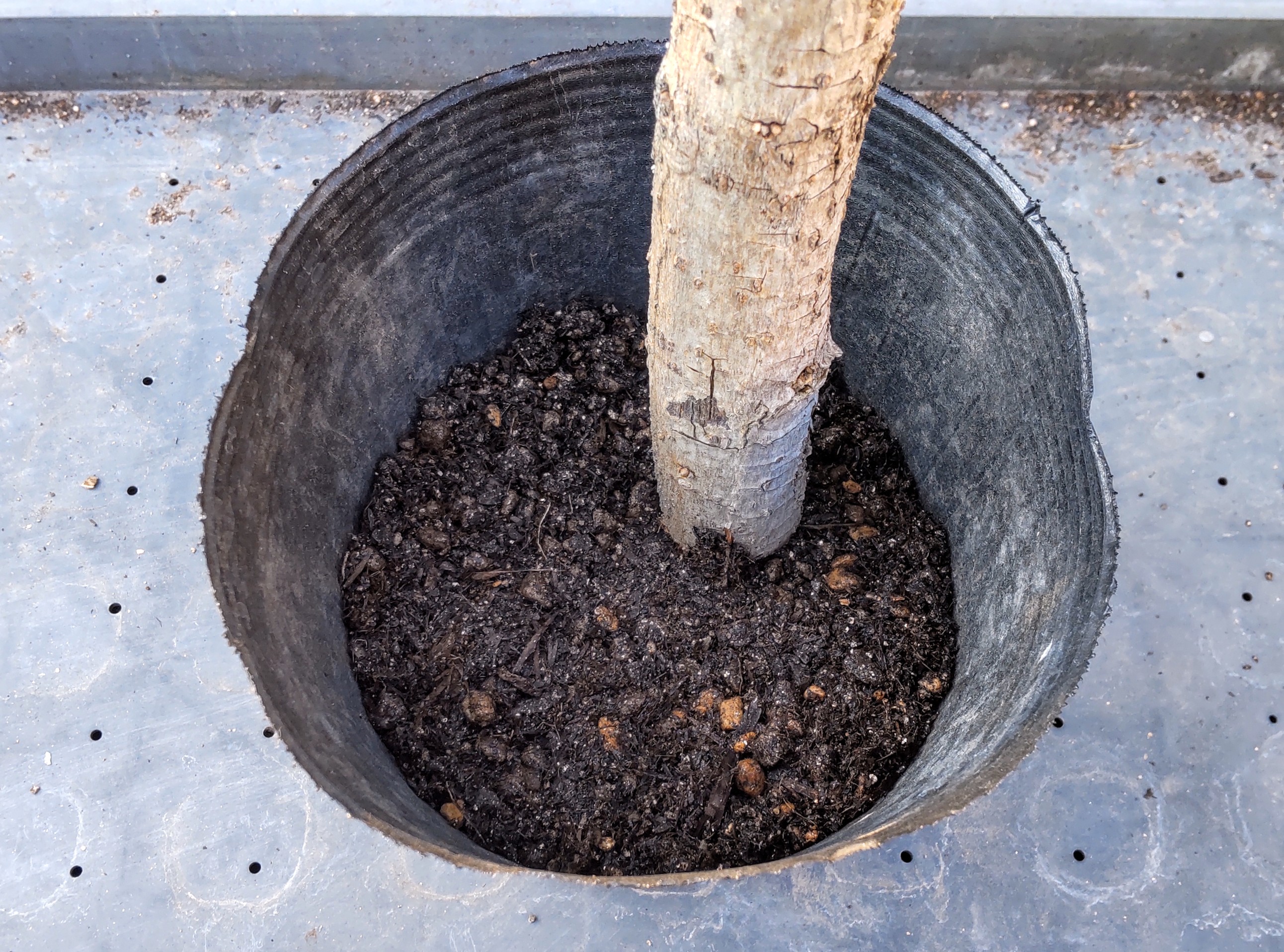 小鉢の底の土を突き固めている様子