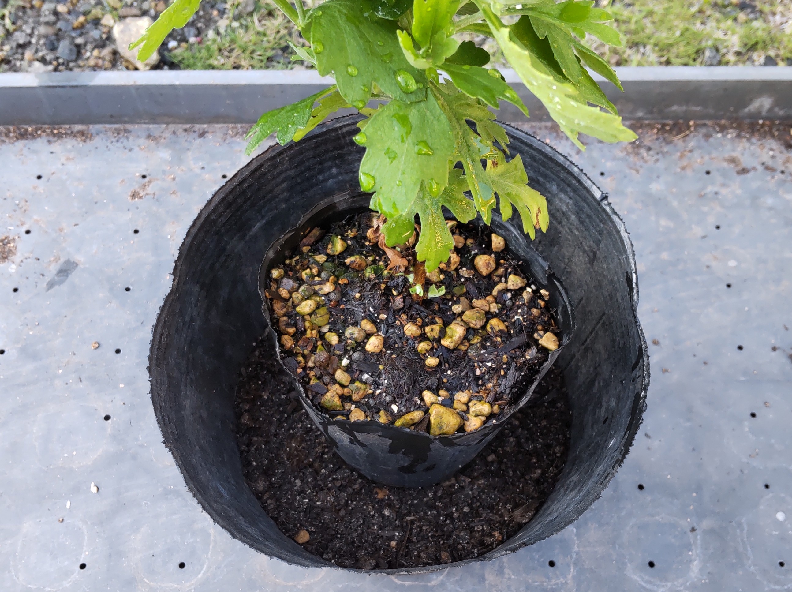 ポットを小鉢の土の上に置いた様子