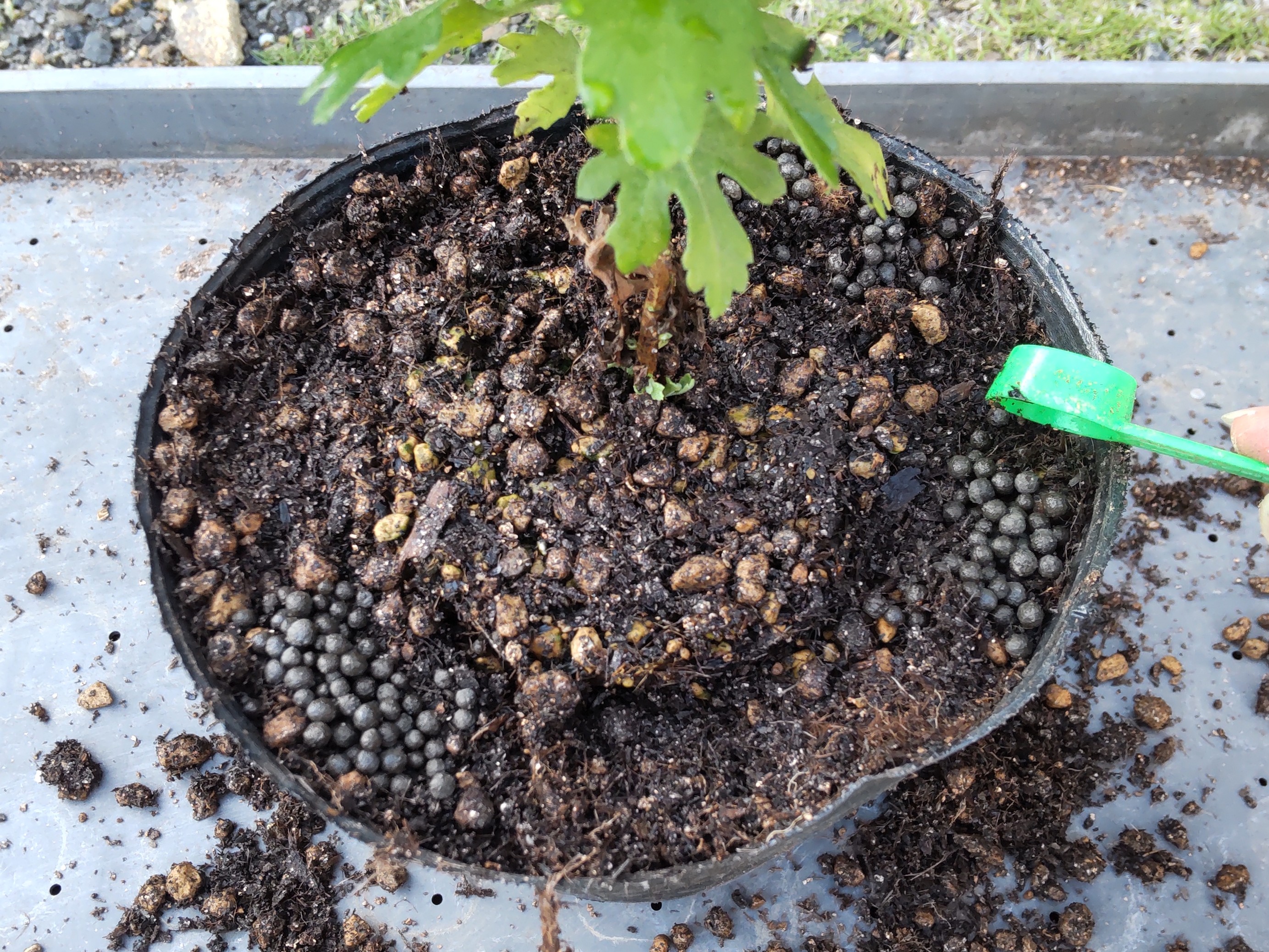 肥料を置く様子