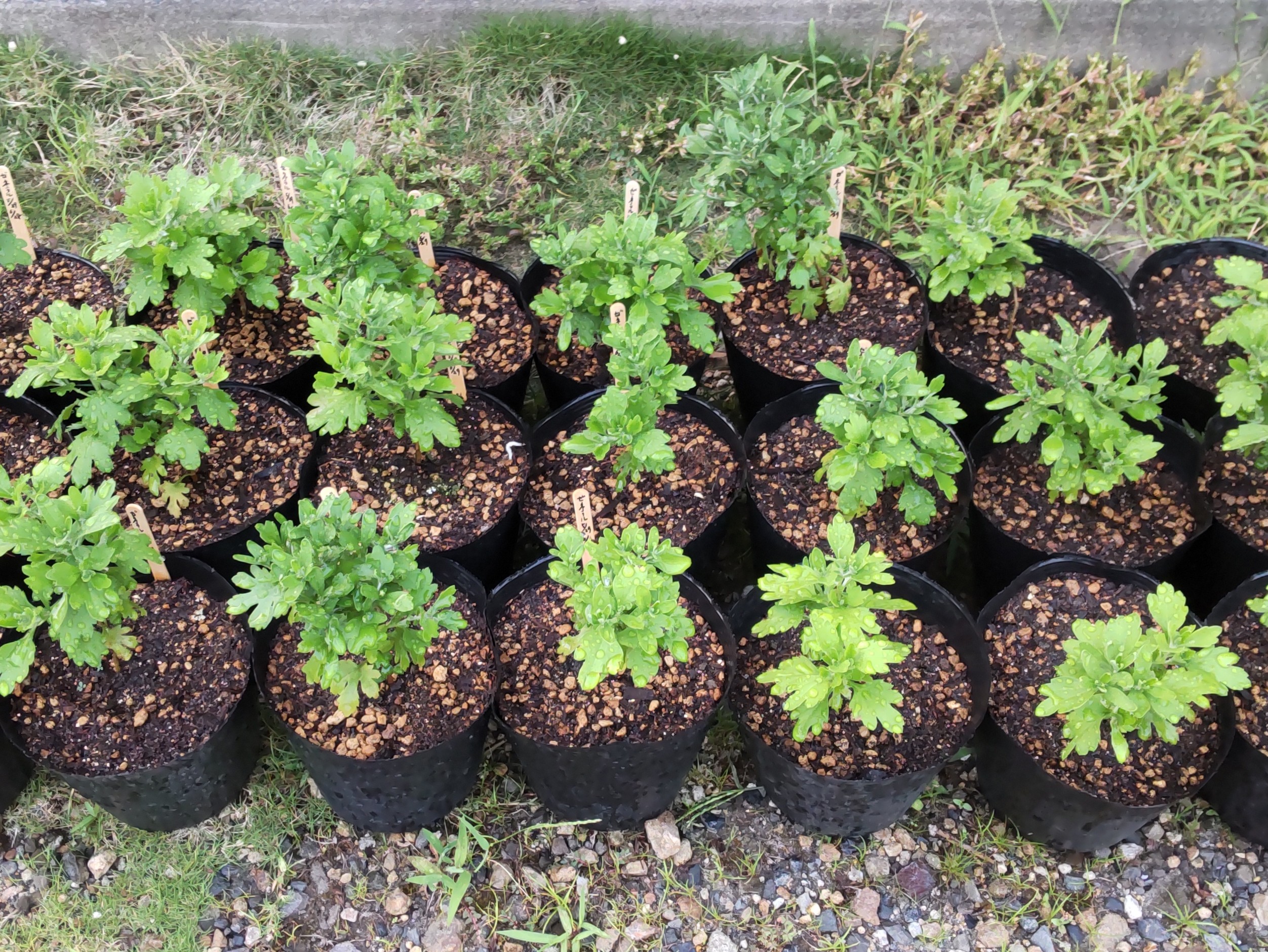 植え終わった苗