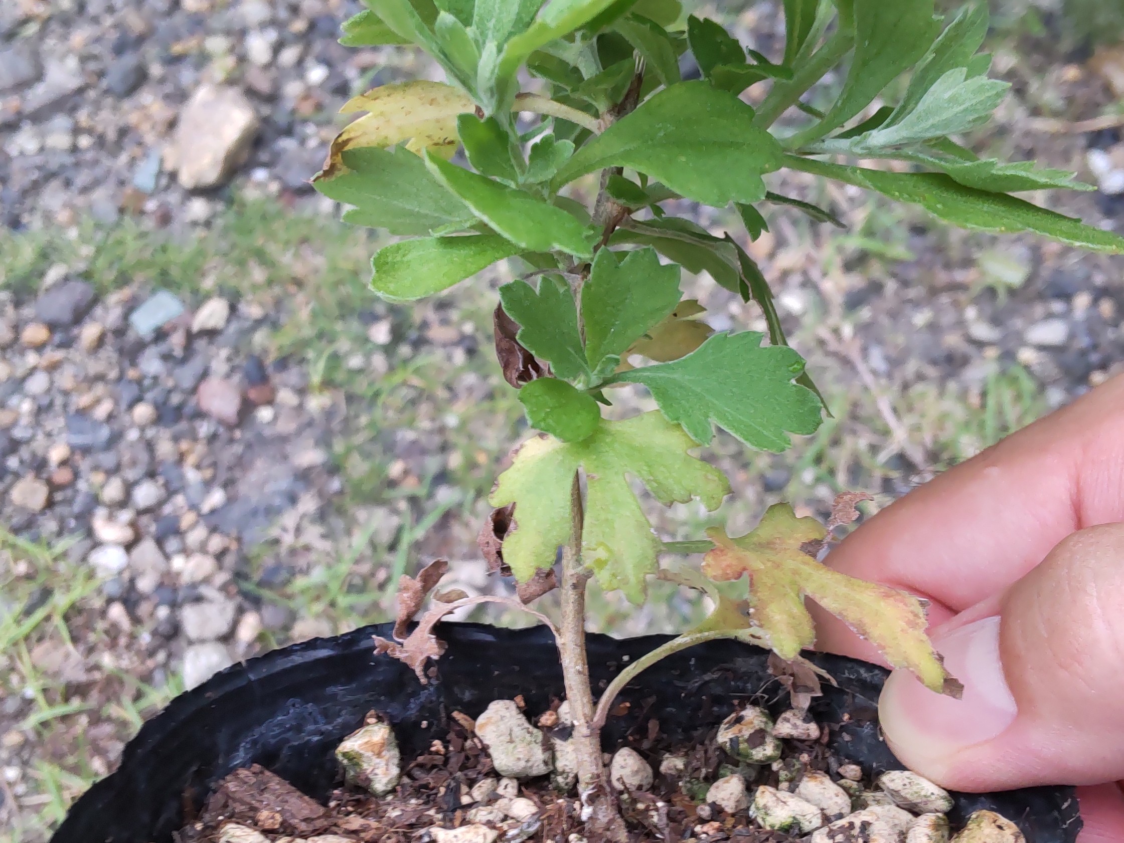 下の方に付いている枯れている葉や黄色くなっている葉