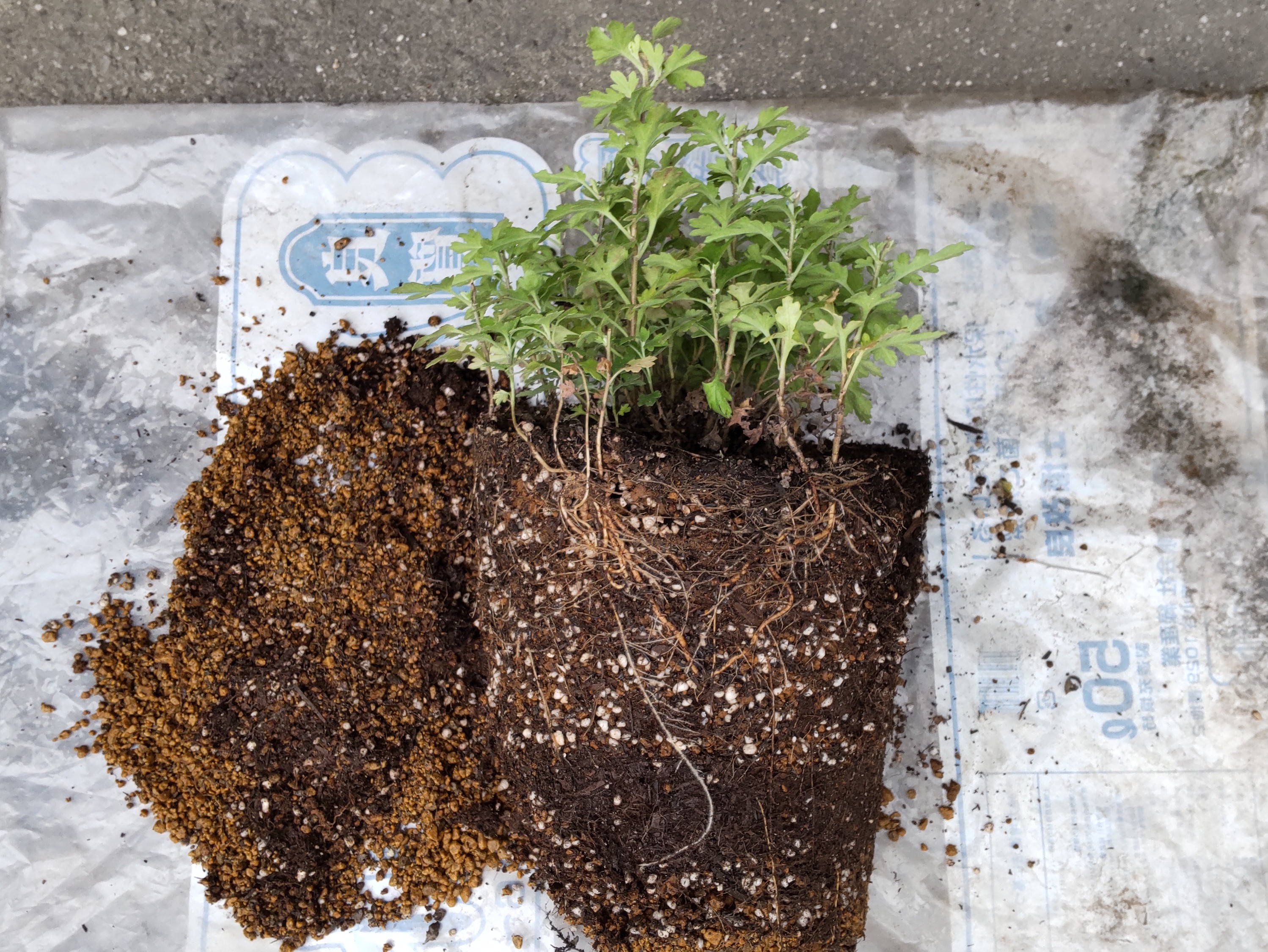 植木鉢から抜いた親株