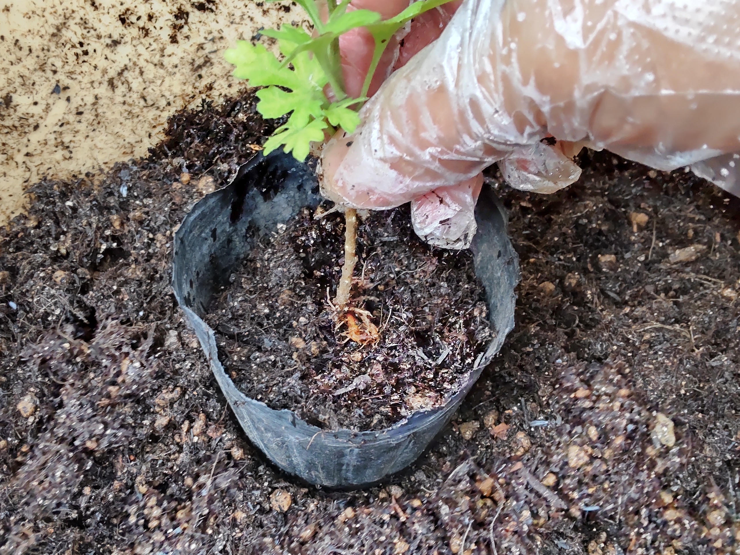 ポリポットに株を据えた様子