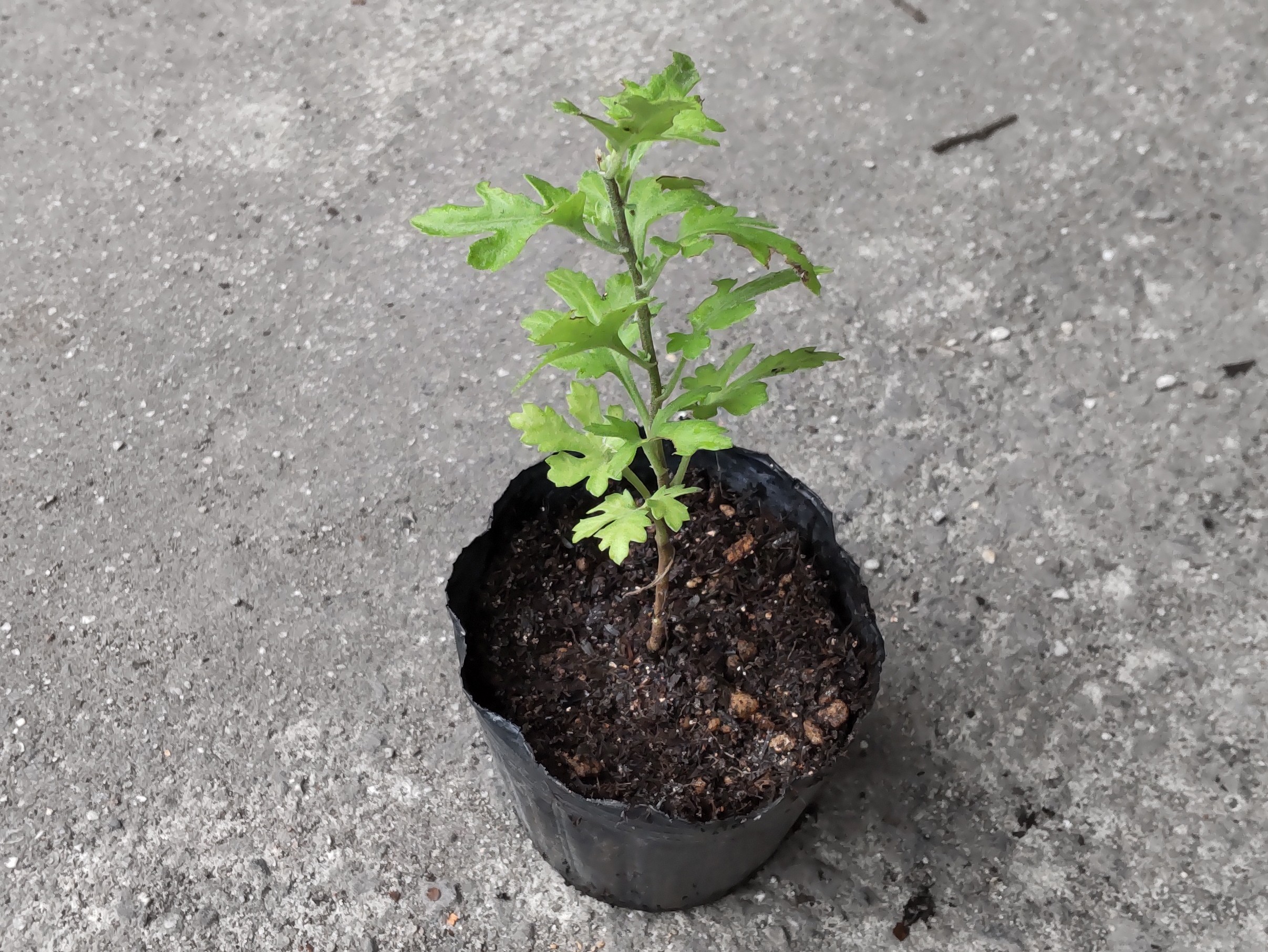 ポリポットに植えた株