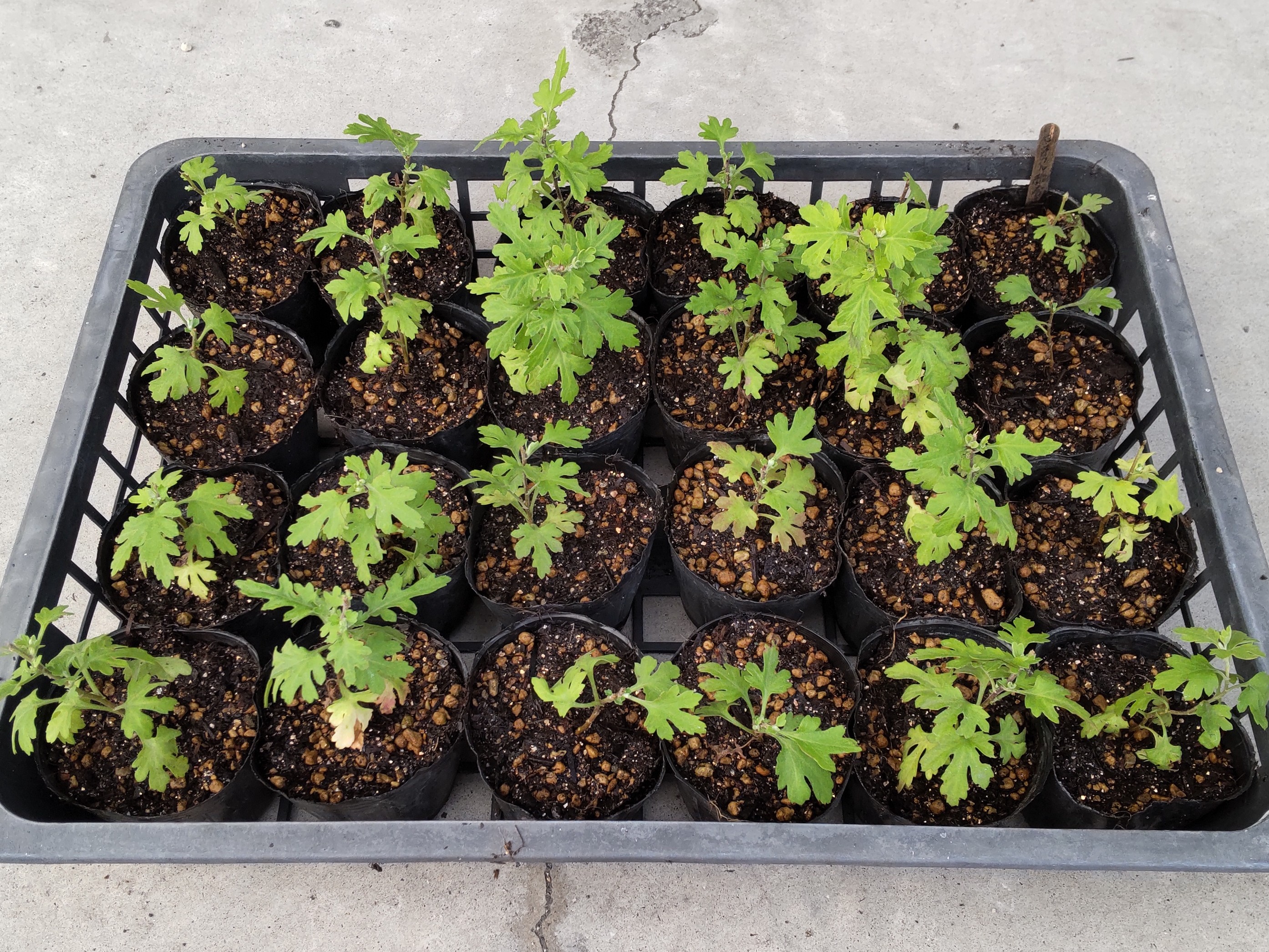 根分けした直後のポット苗