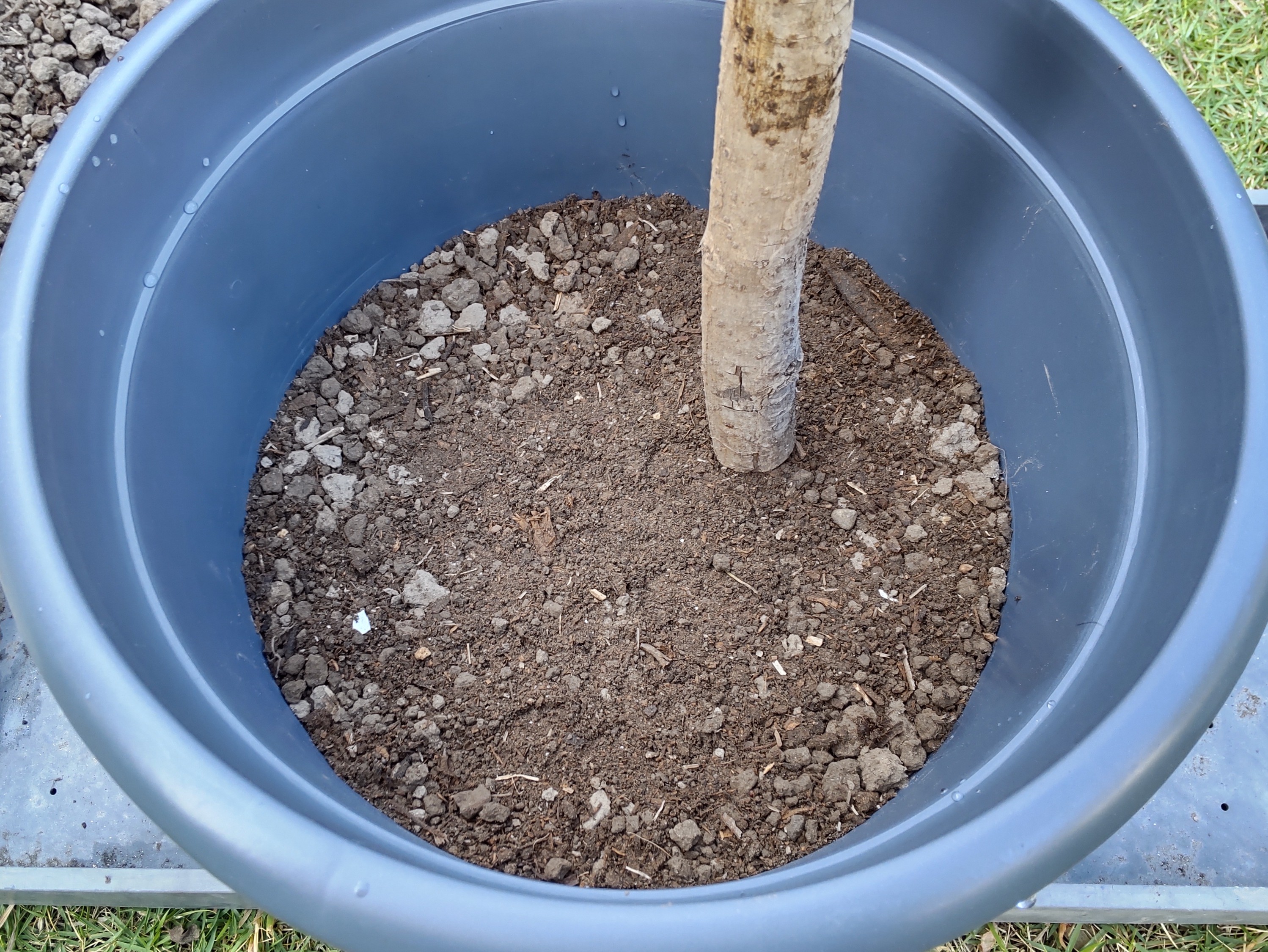 大鉢の底の土を突き固めている様子