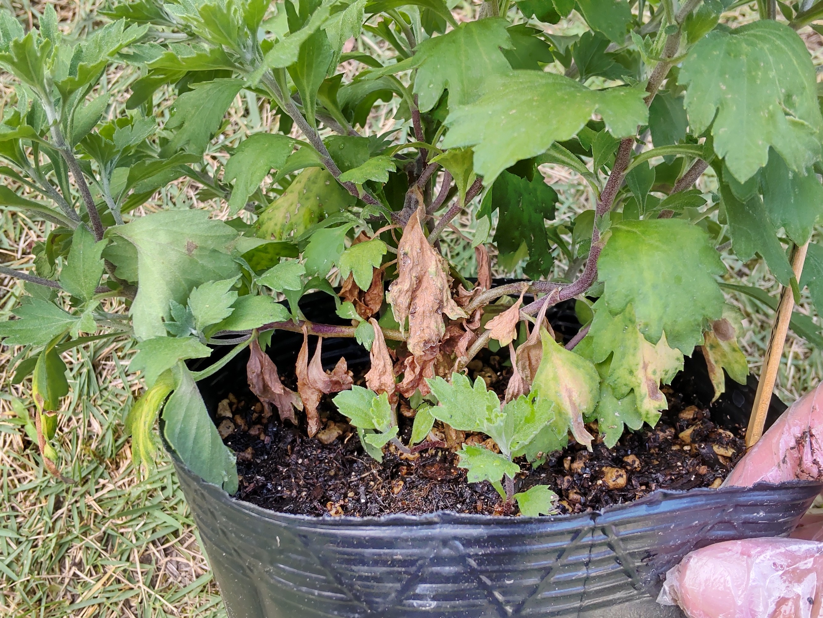 下の方に付いている枯れている葉や黄色くなっている葉