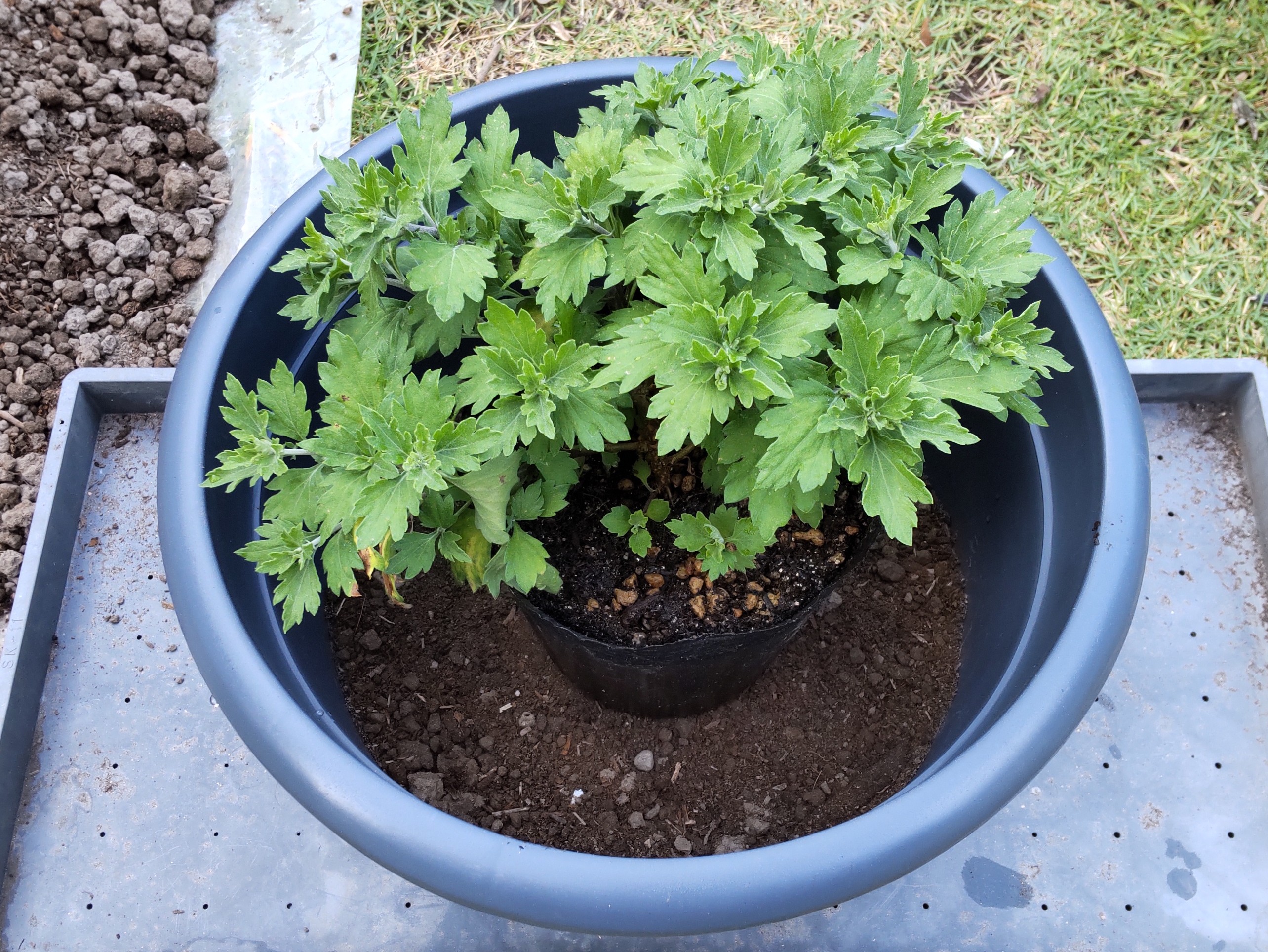 小鉢を大鉢の土の上に置いた様子