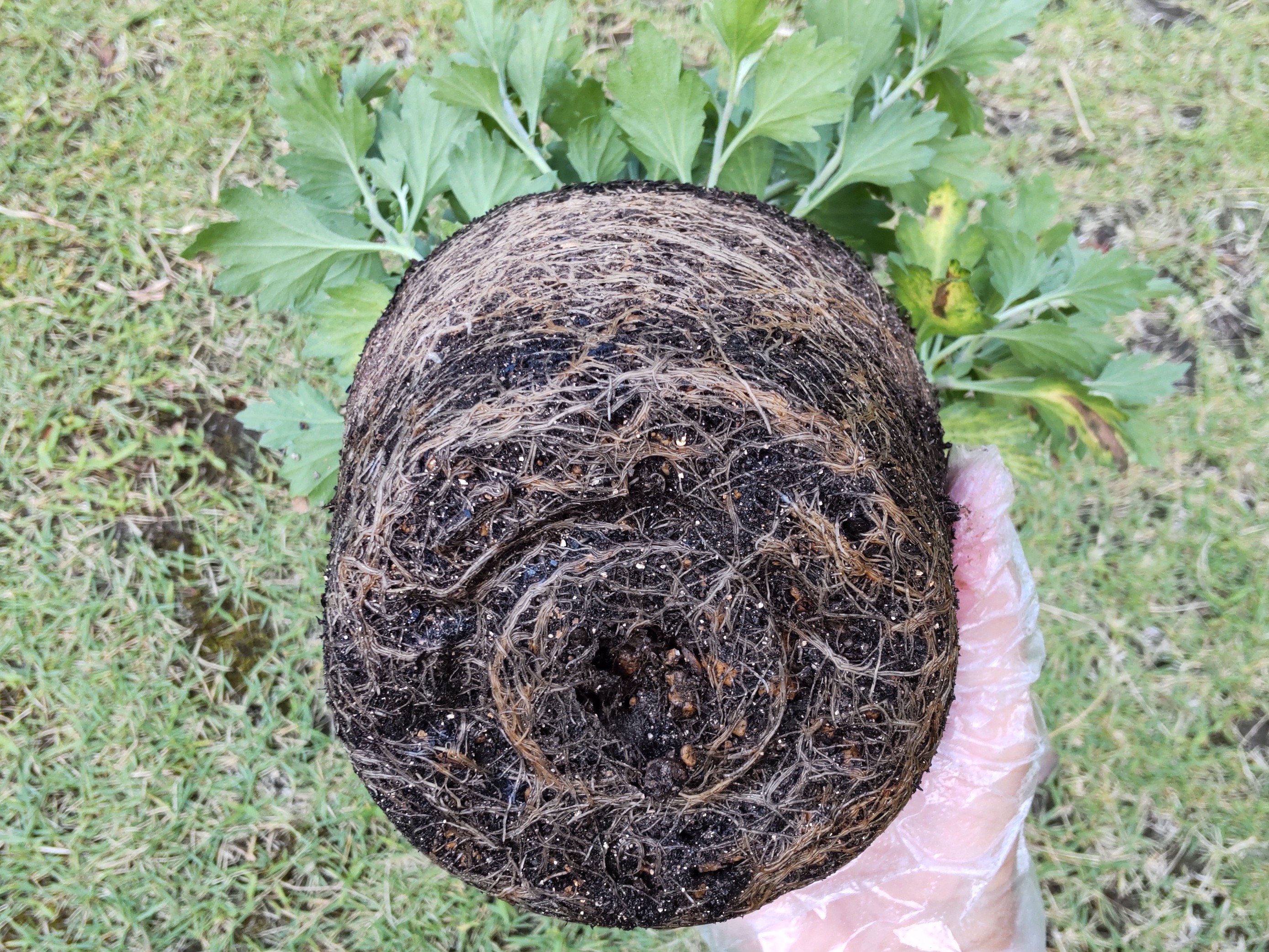 抜いた小鉢の苗の根鉢