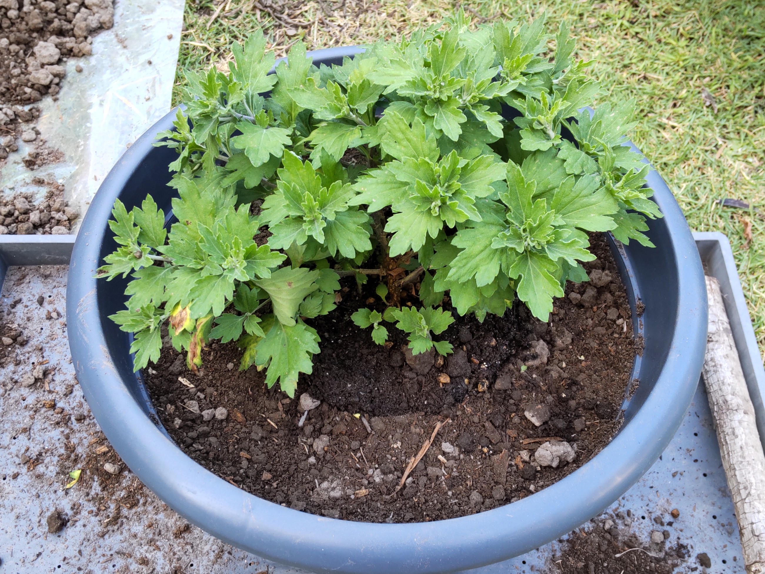苗を大鉢の植え穴に入れた状態