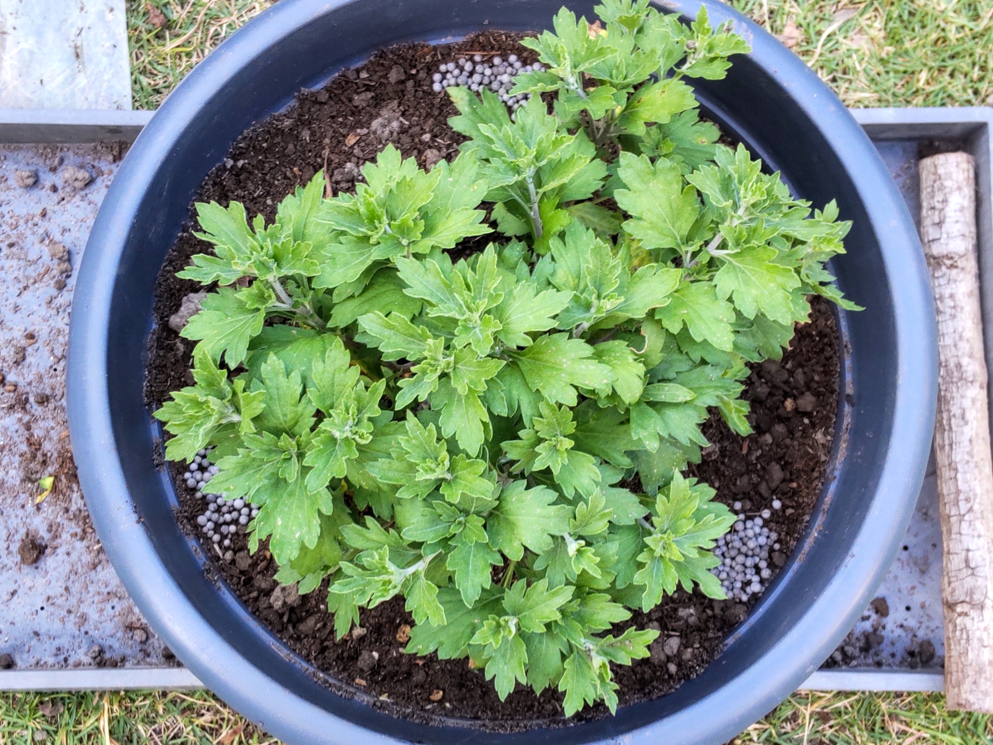 肥料を置いた様子