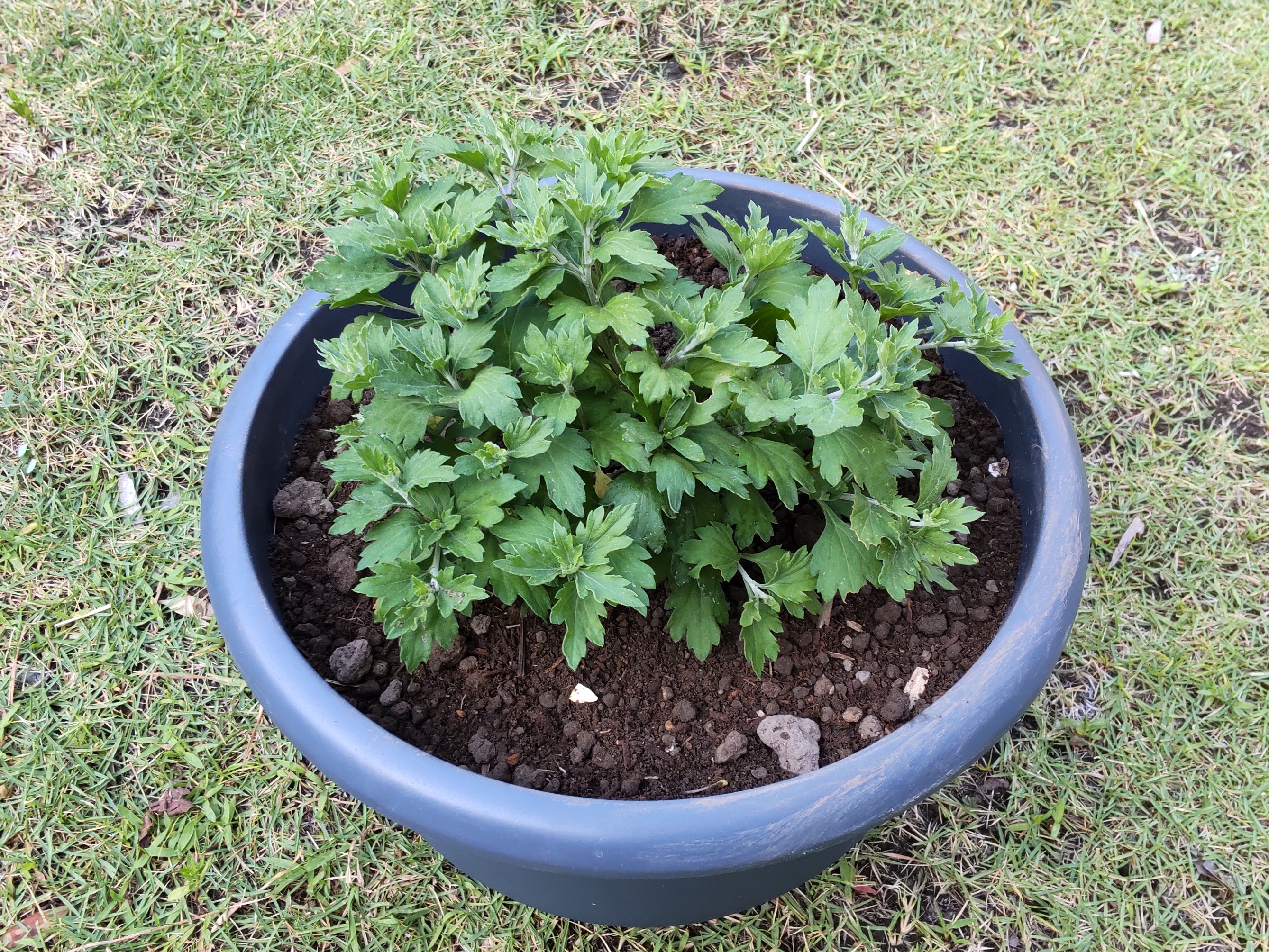 大鉢上げ直後の状態