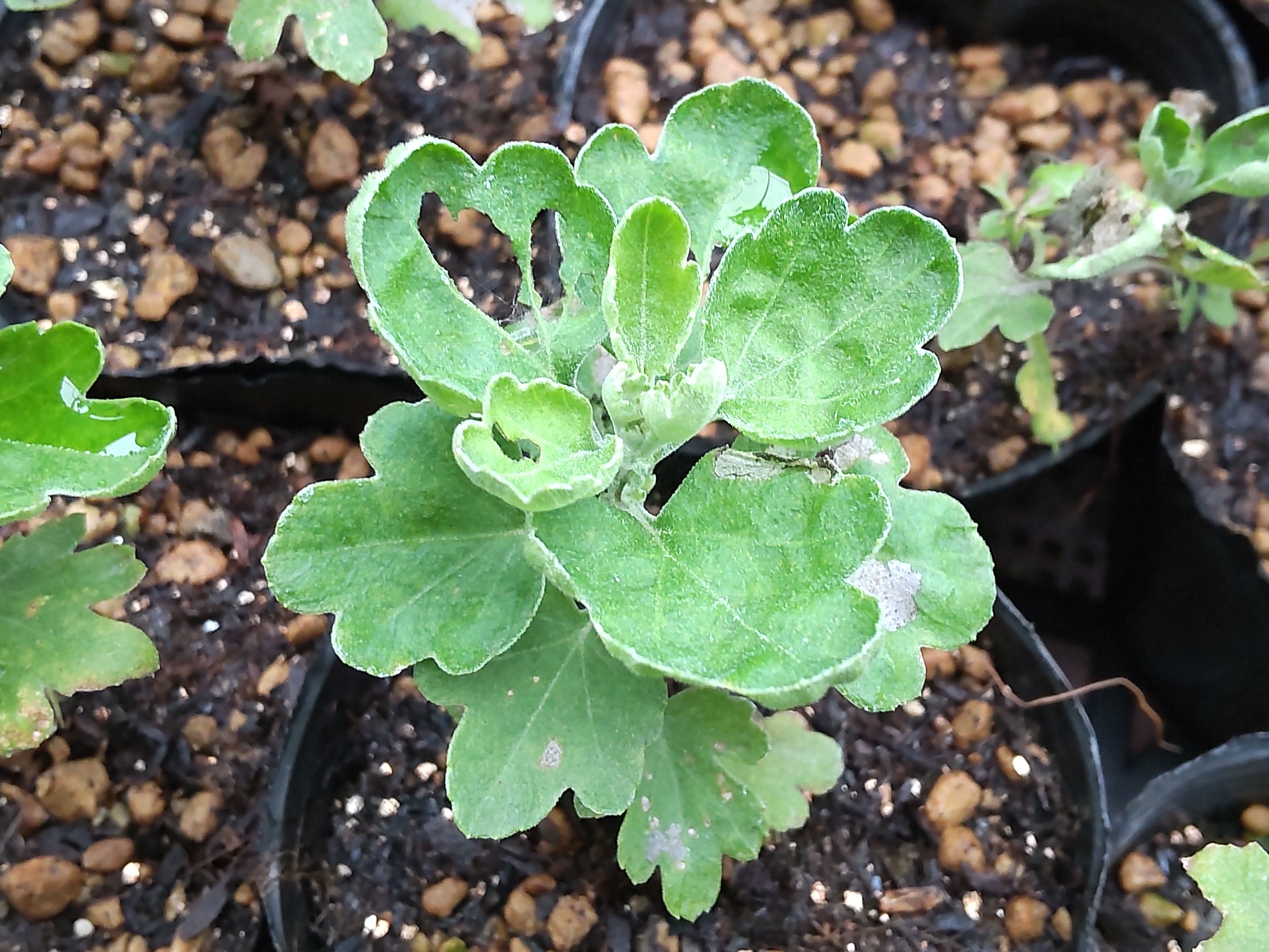 虫に食べられた葉