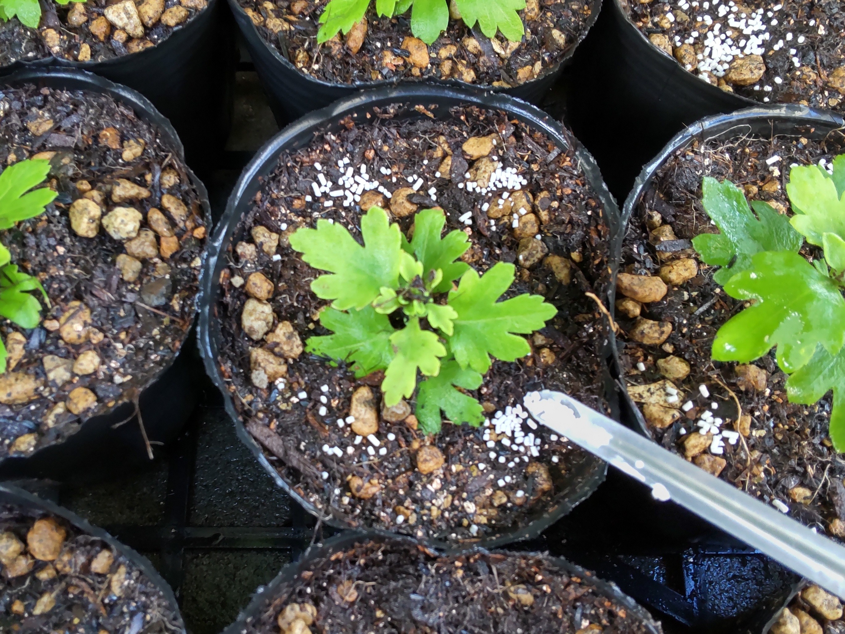 オルトラン粒剤を撒いている様子