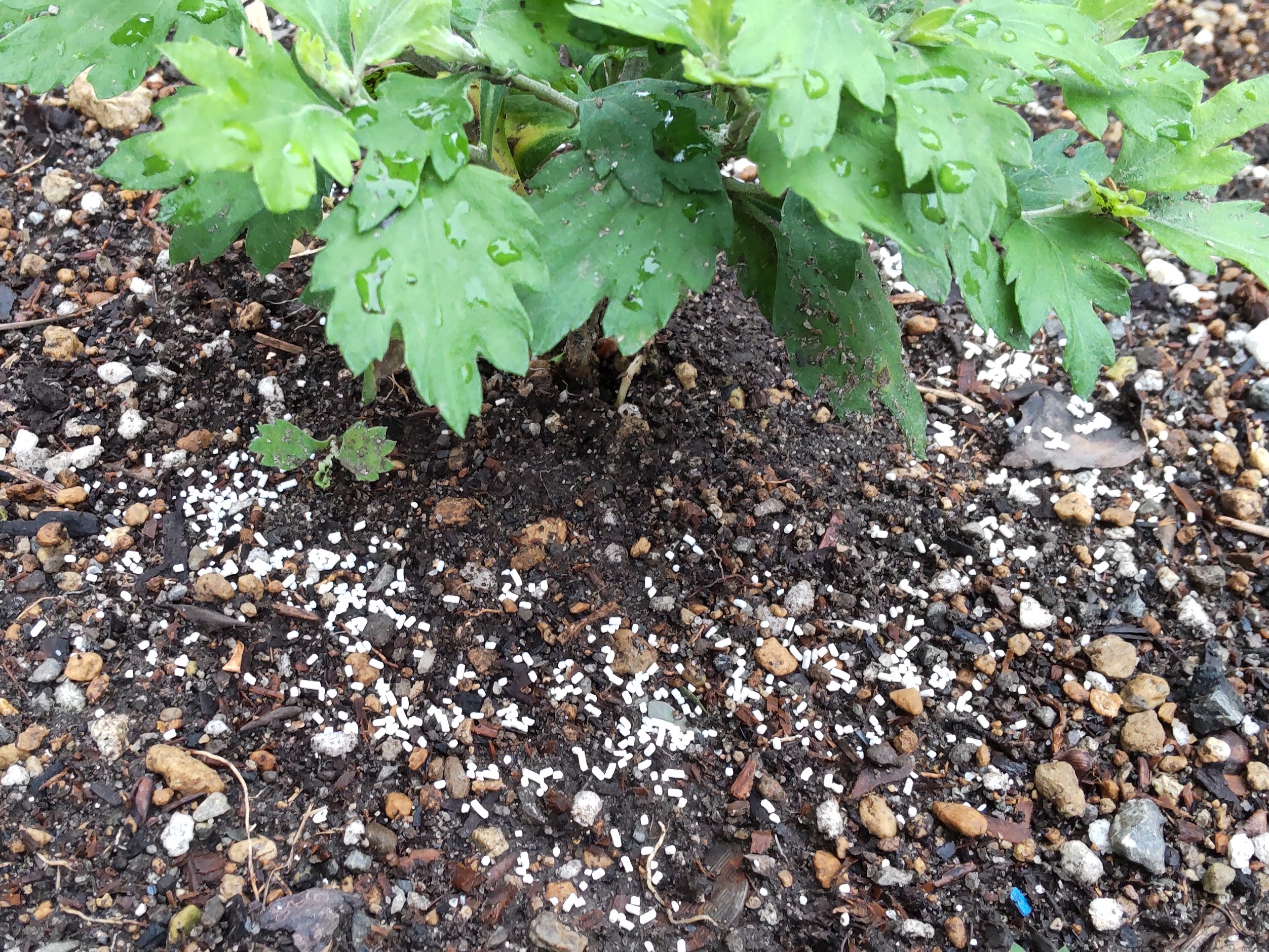 回りにオルトラン粒剤を撒いた株