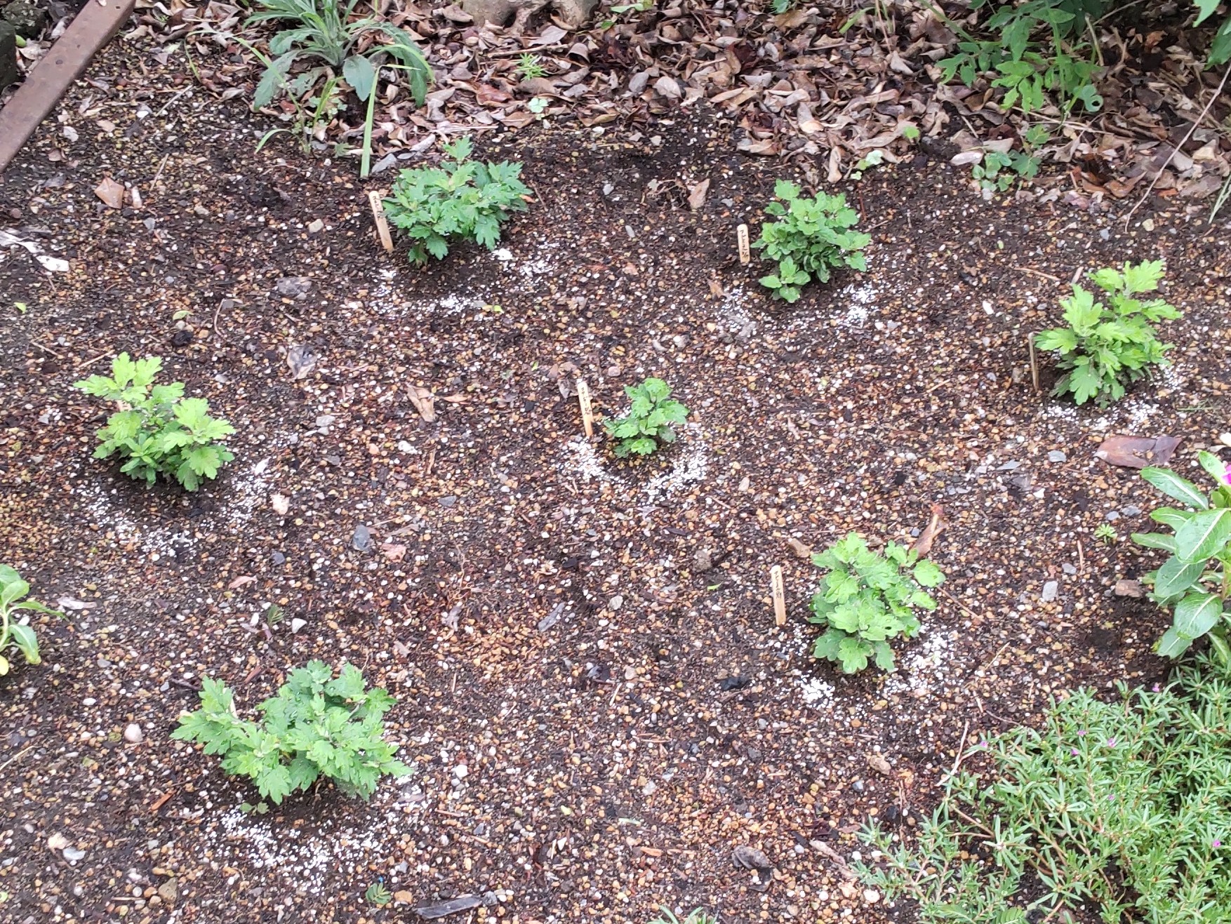オルトラン粒剤を撒いた様子