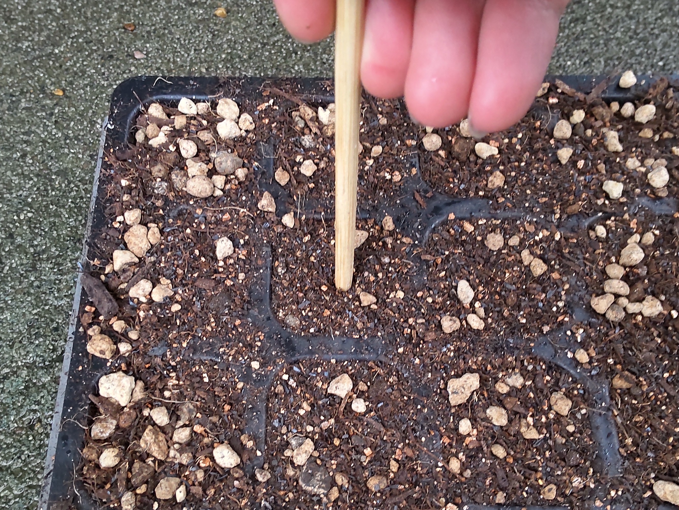 セルトレイの穴の土に穴を空ける様子