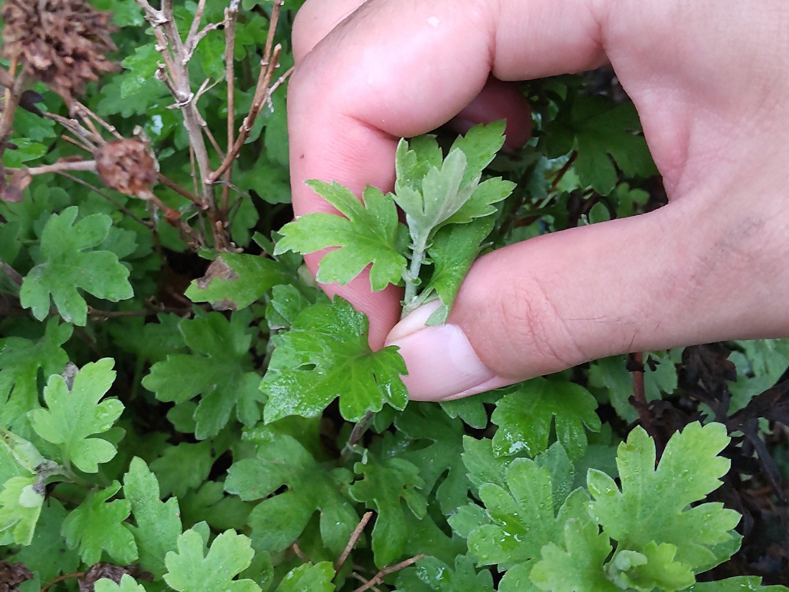 挿し芽を折り取る様子