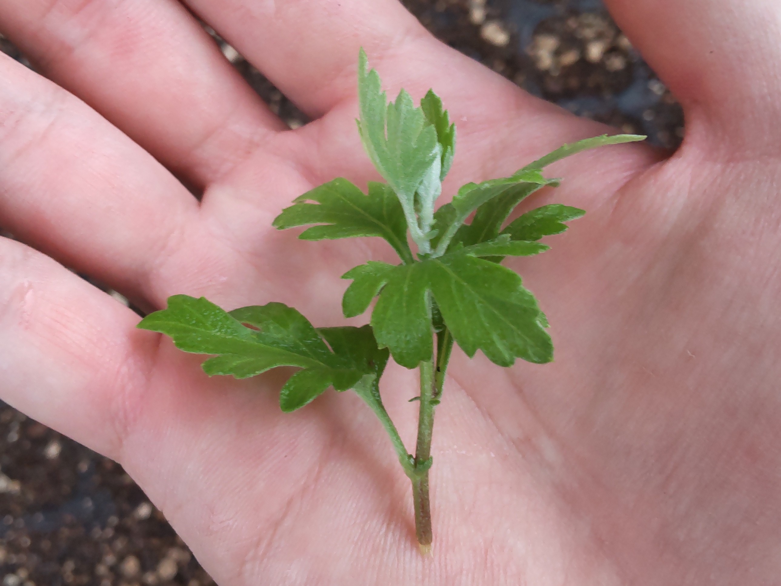 折り取った挿し芽
