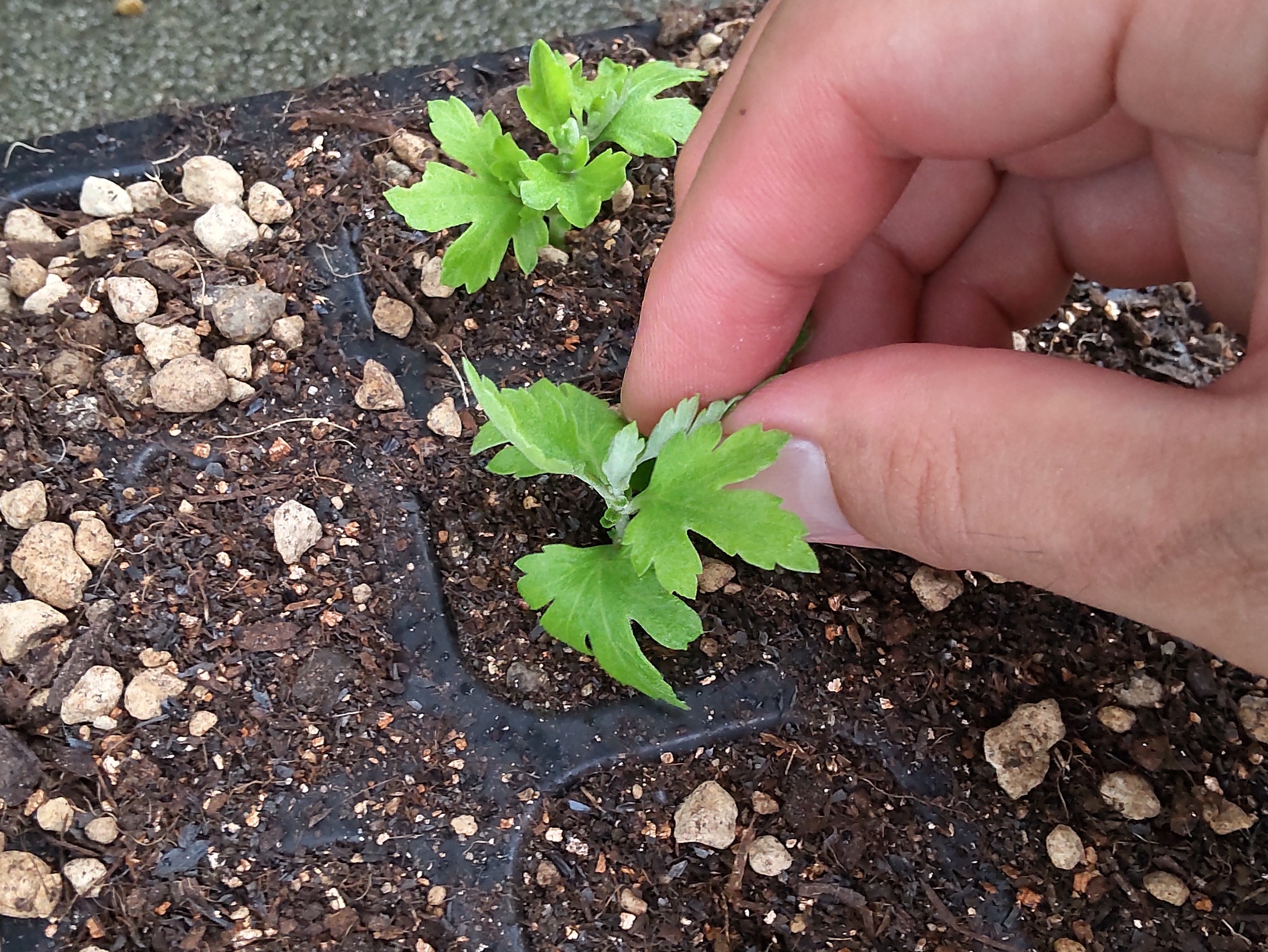 穴に挿し穂の入れる様子