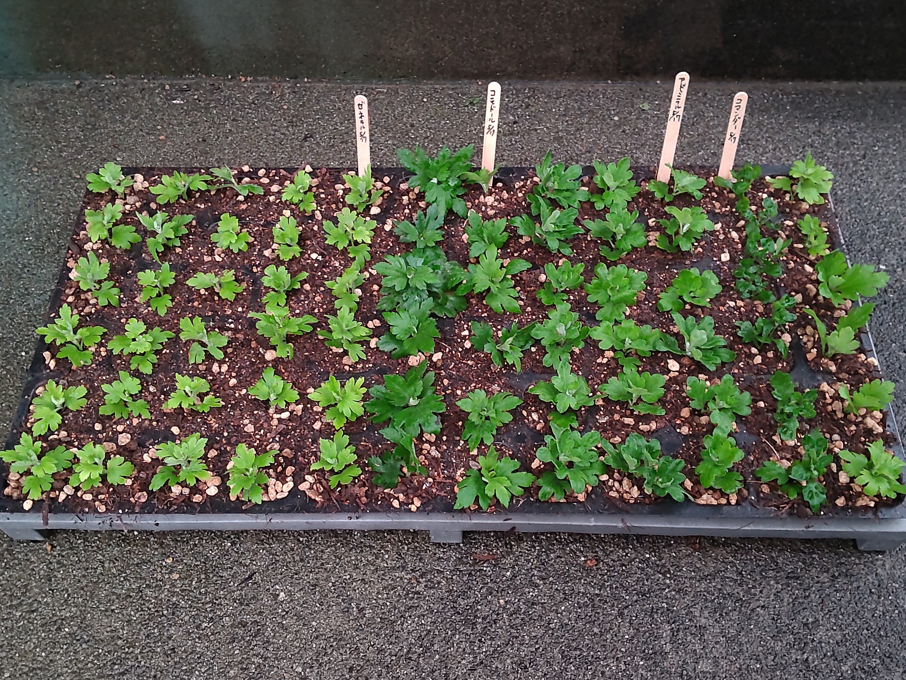 挿し芽したセルトレイ