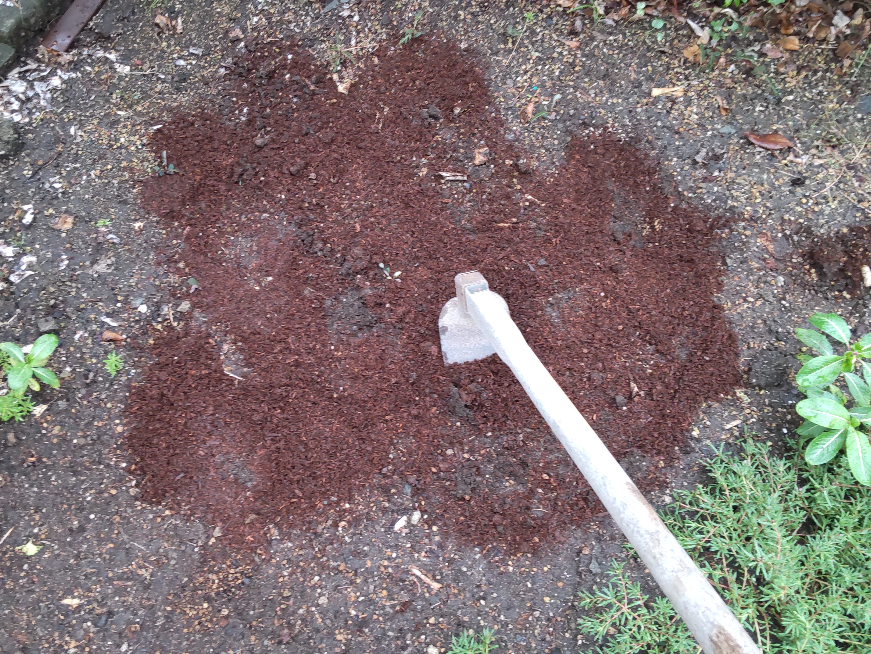 花壇に牛糞堆肥を撒いた様子