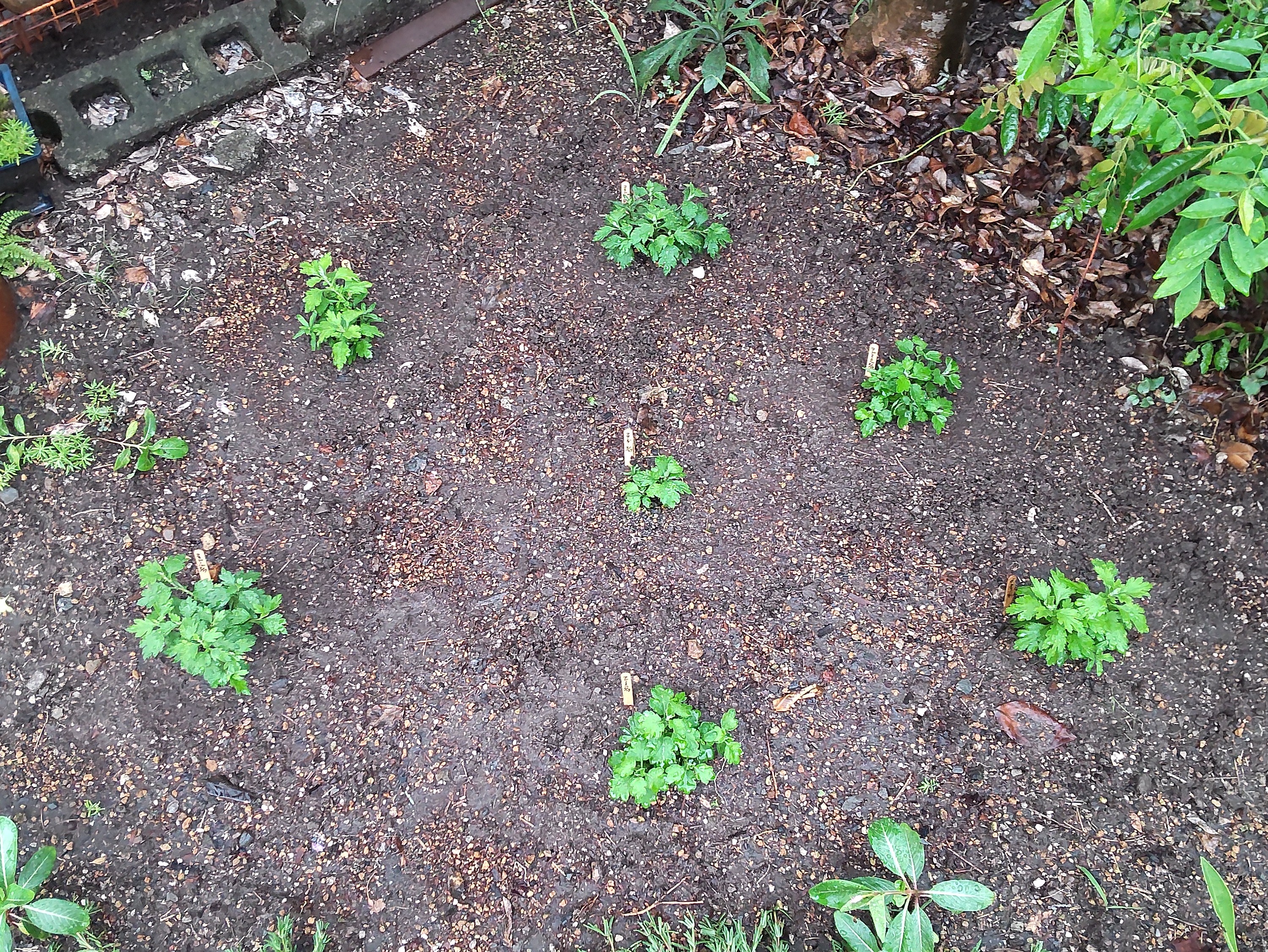 定植直後の状態