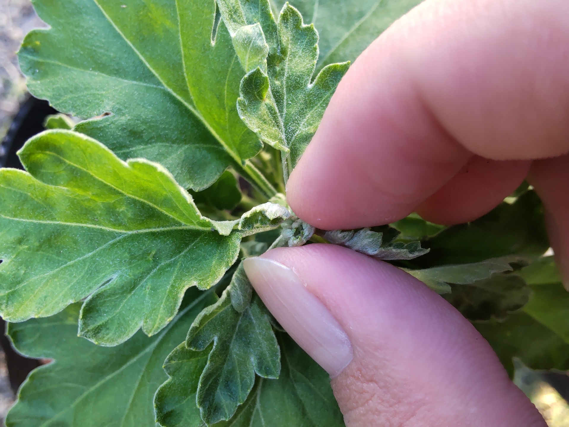 主茎の先端の芽を摘み取っている様子