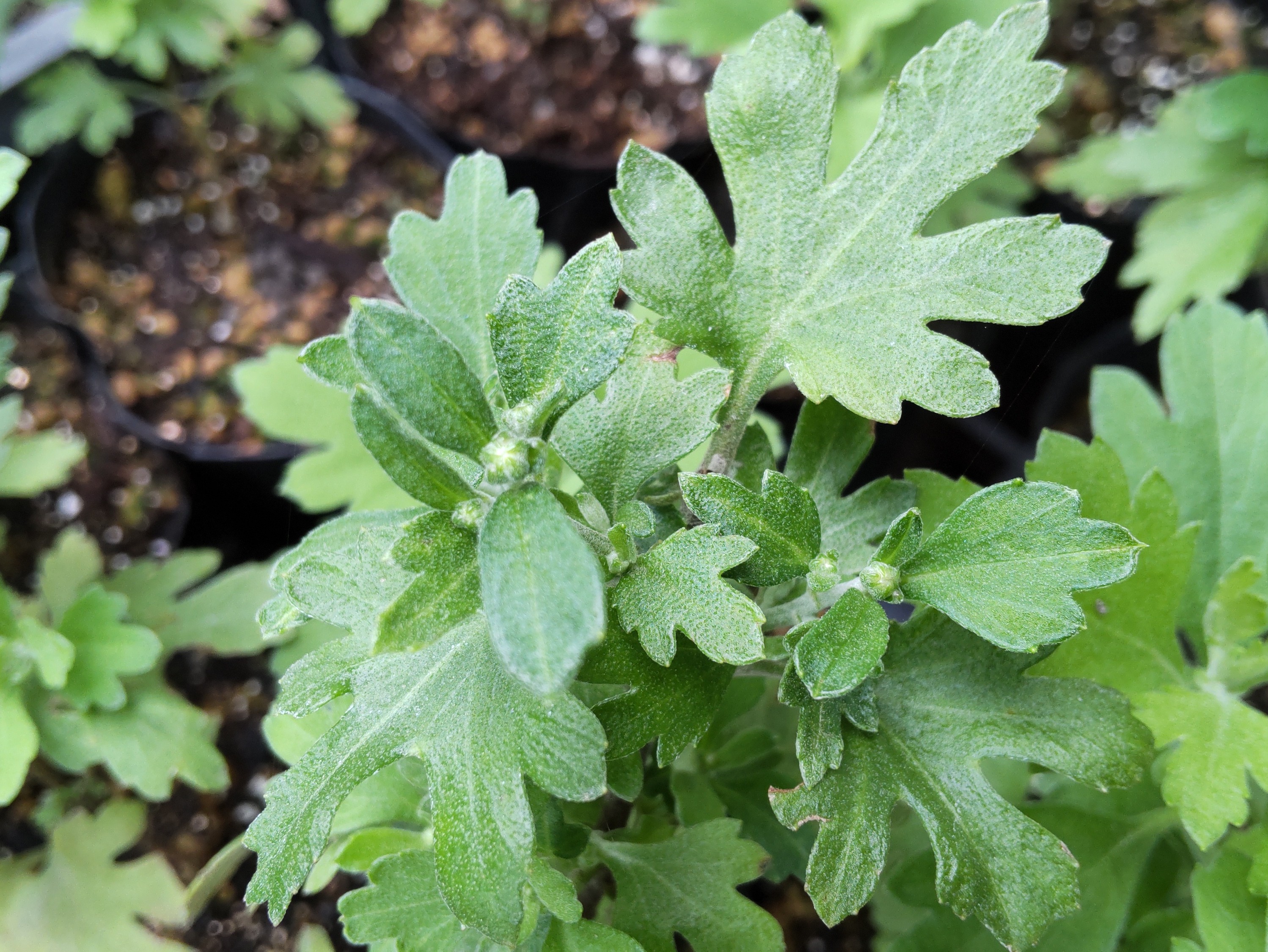 ポット苗にできたつぼみ