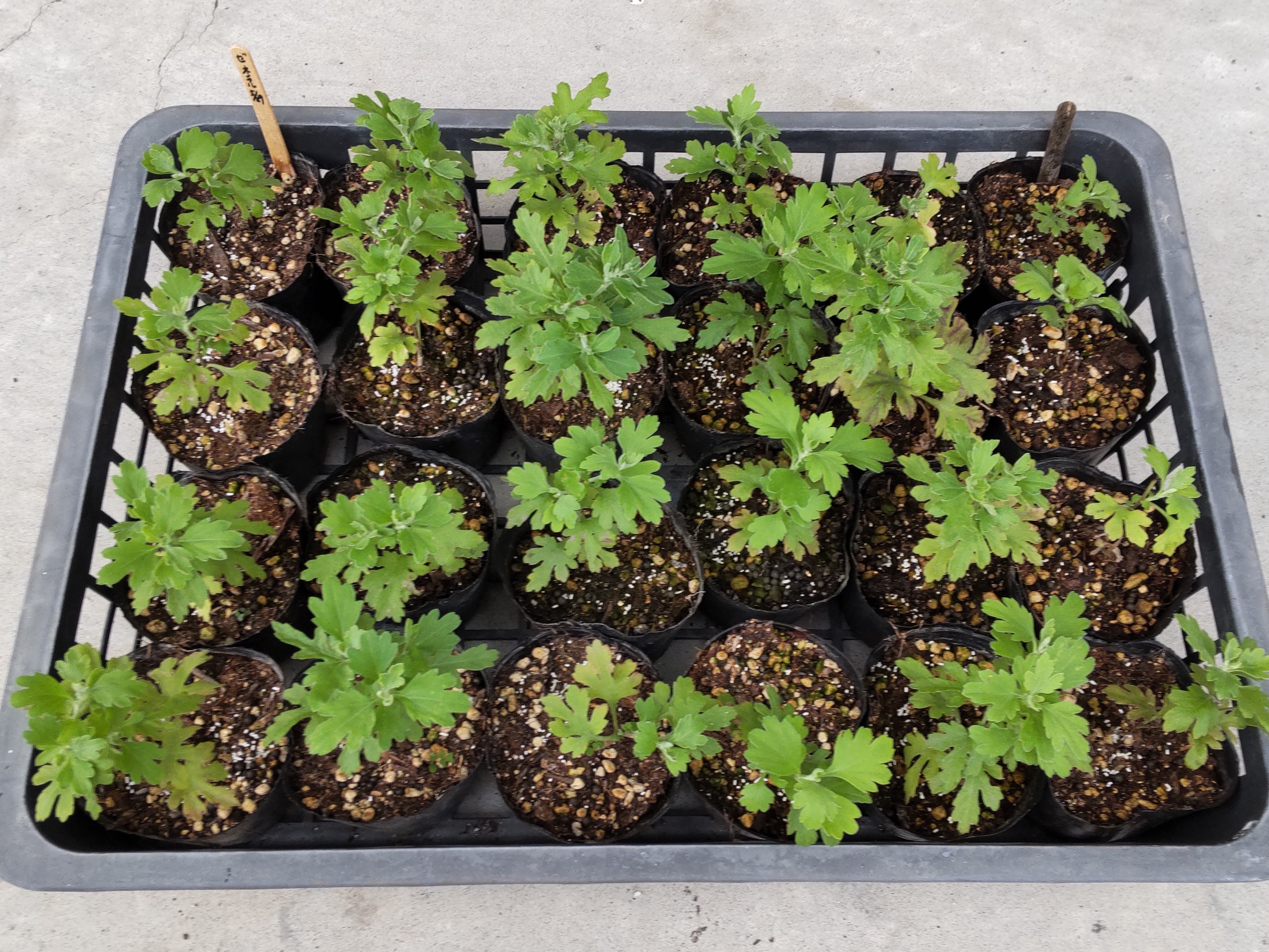 根分けから15日後の苗