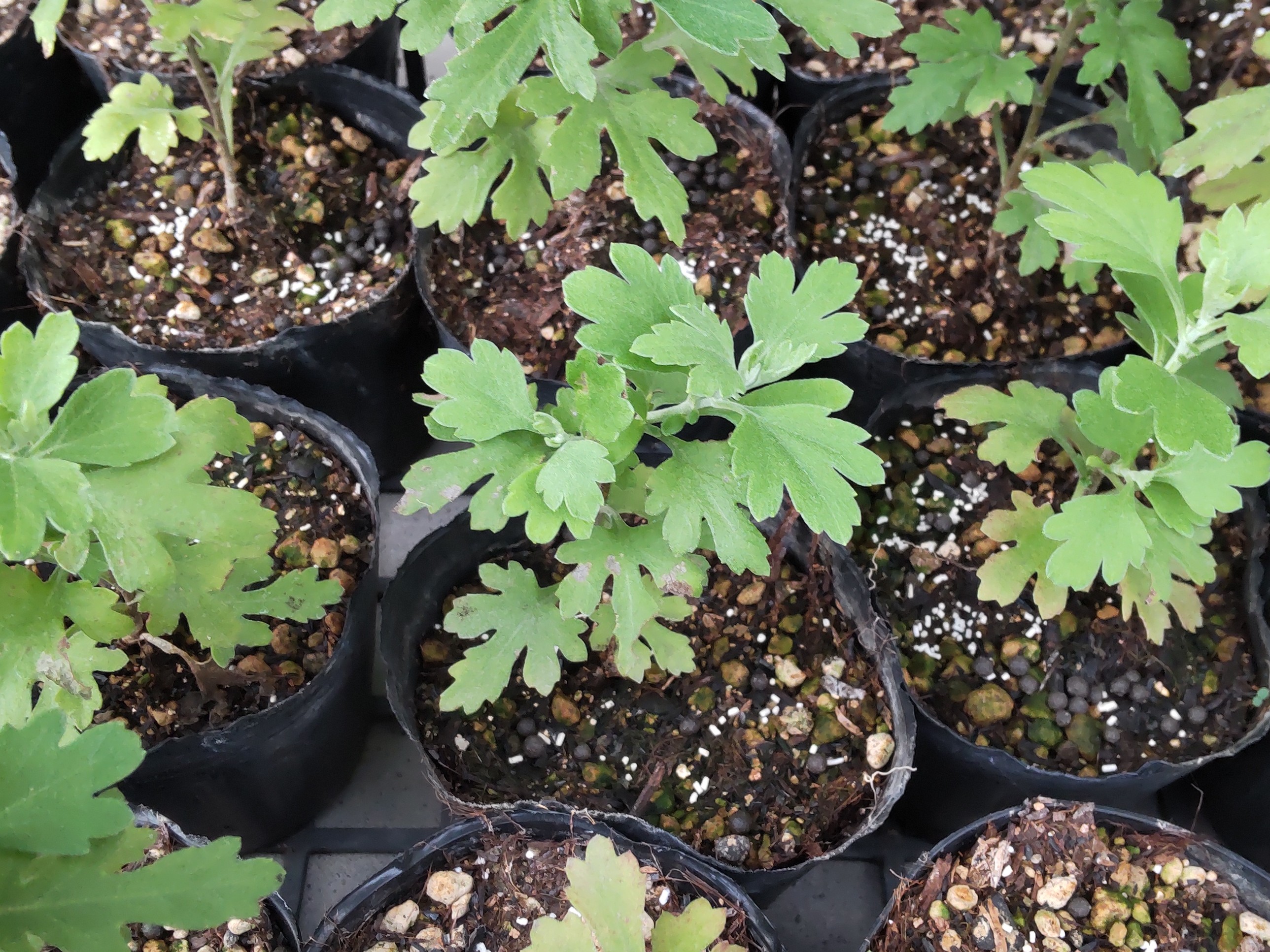 根分けから15日後の苗のわき芽