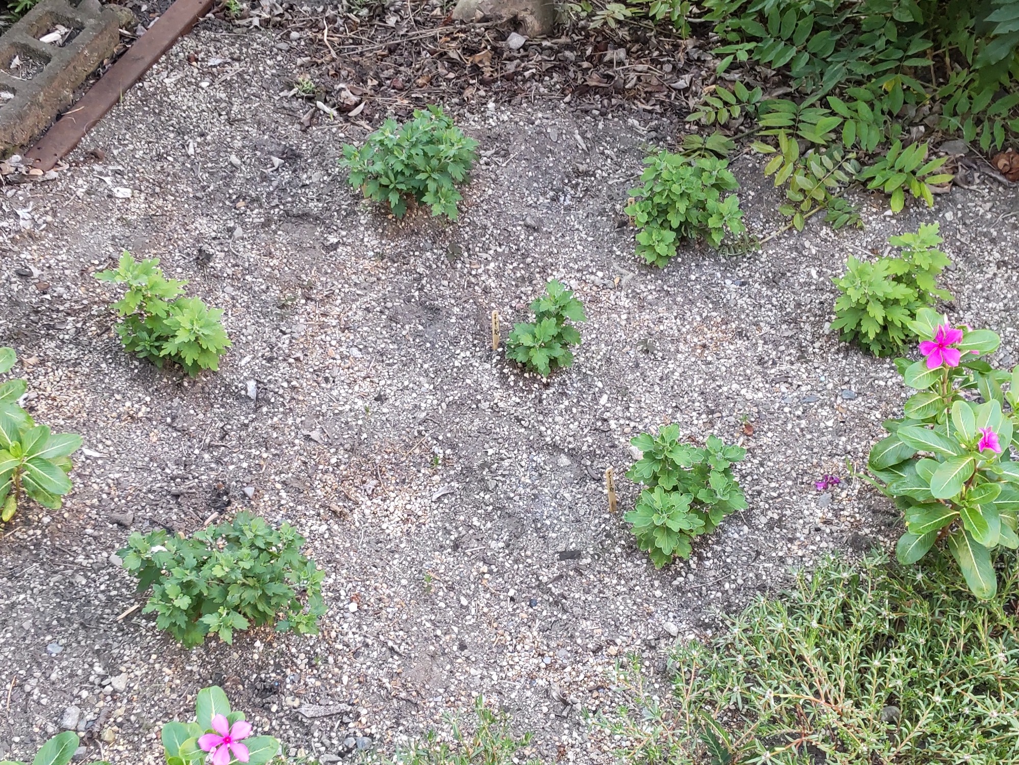 定植から17日後の状態