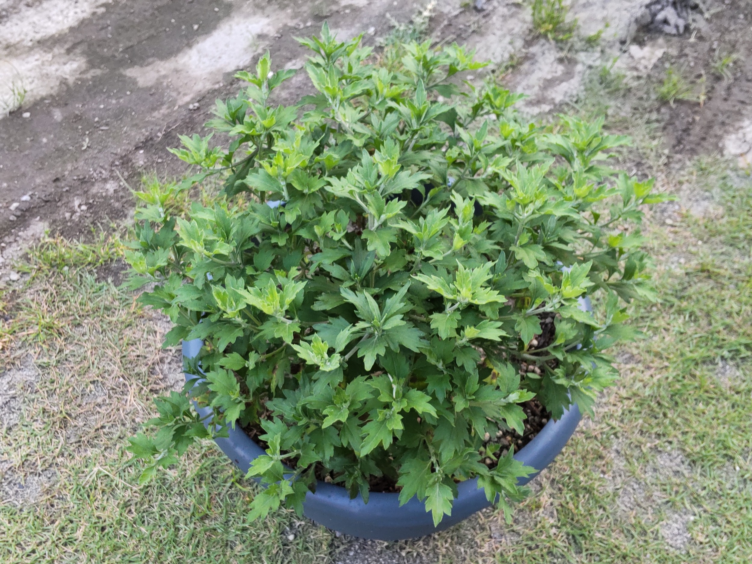 大鉢上げから23日後の状態