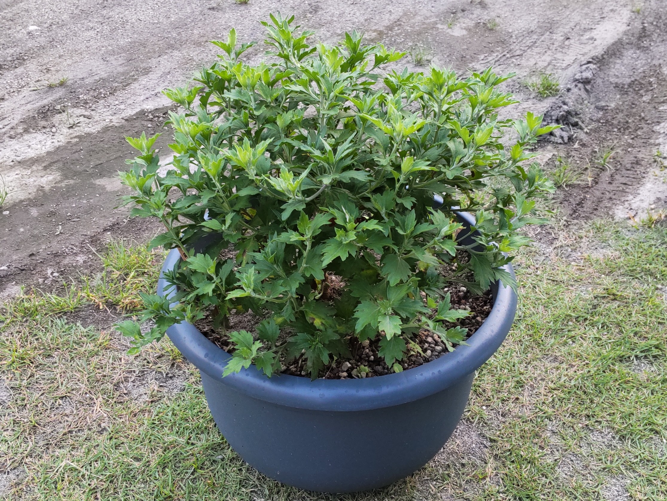 大鉢上げから23日後の状態